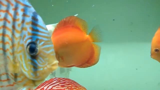 Дискусы Red Melon - самка или самец? смотреть онлайн