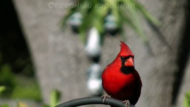 Обзор необычных райских птиц 1 часть смотреть онлайн