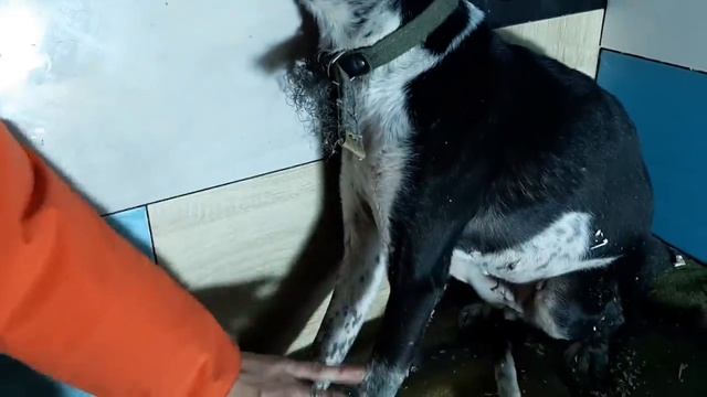 История, как легко издеваться над животным и страшно отвечать / the dog lived locked up for 4 month смотреть онлайн