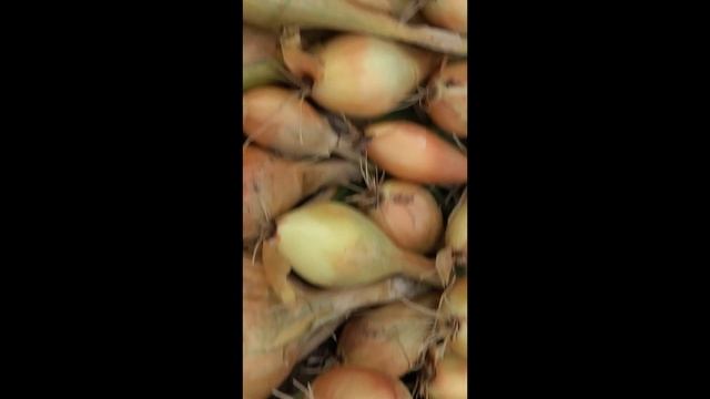 Только его бы и сажала! Удобный Лук Олина (сортотип Бамбергер) #Shorts смотреть онлайн