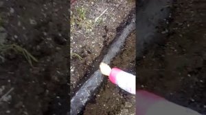 Посадка кукурузы для попкорна