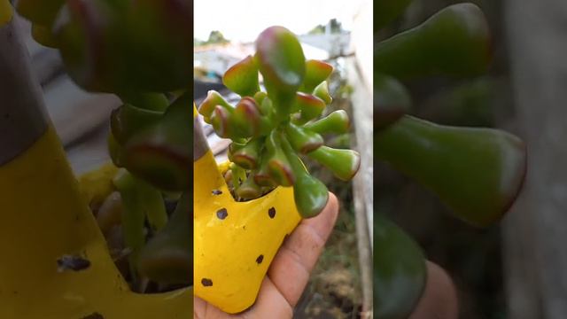 crassula ovata shrek #succulent #papáplantil #nature смотреть онлайн