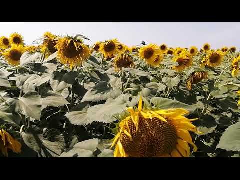 автокран МАЗ Клинцы 25т едет по бескрайним полям и лесам России