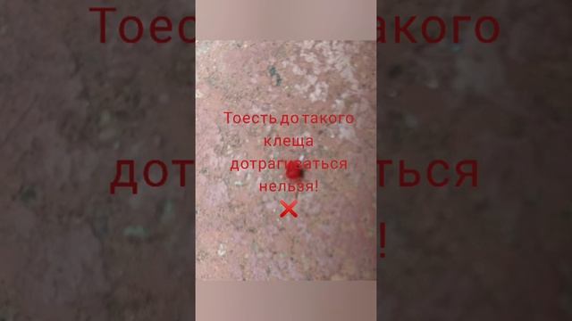 А вы знали что клещи бывают красными? смотреть онлайн