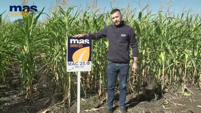 МАС 25.Ф: максимальная урожайность в условиях засухи! смотреть онлайн