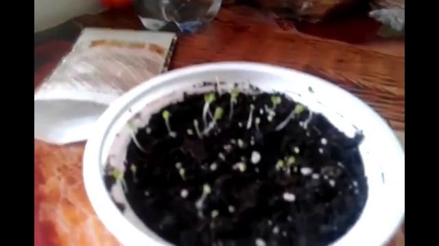 Как вырастить мяту из семян в горшке в домашних условиях (1часть) (How to grow mint) смотреть онлайн