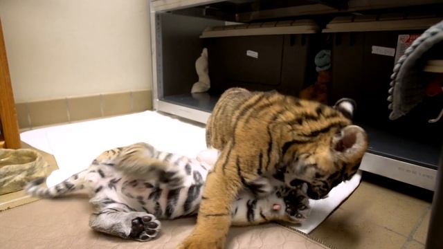 Special Cub Delivery - Sumatran Tiger Cub Meets Bengal Tiger Cub смотреть онлайн