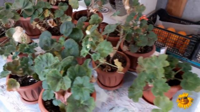 Осенние заботы цветовода. Переезд растений на зимние квартиры. Как разместить всех. смотреть онлайн