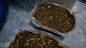 Макуха своими руками! Первый опыт! Часть 1.