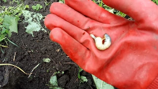 Хрущ (Хрущев), Как выглядит личинка Майского жука, лакомство кур