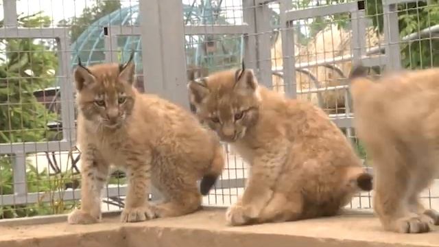 05 07 2019 Четыре детёныша рыси впервые вышли в вольер ижевского зоопарка смотреть онлайн