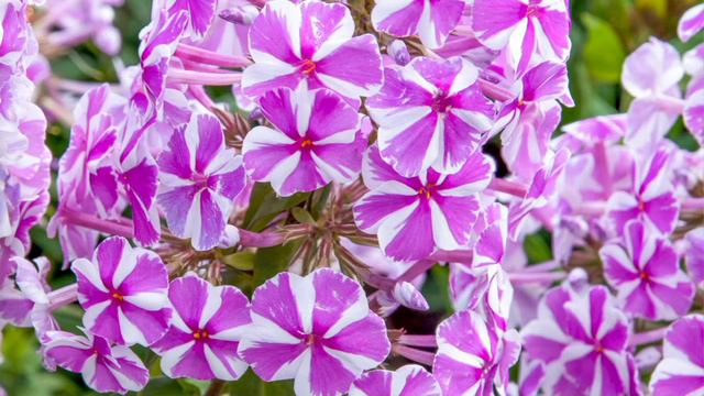 Barbara King 3-Piece Fragrant Phlox Natascha Live Plants on QVC смотреть онлайн