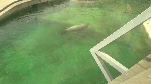 МОСКОВСКИЙ ЗООПАРК 2014 год смотреть онлайн