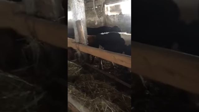 Продажа Бычков 40 голов. Экспорт. Ферма. Быки. Россия. смотреть онлайн