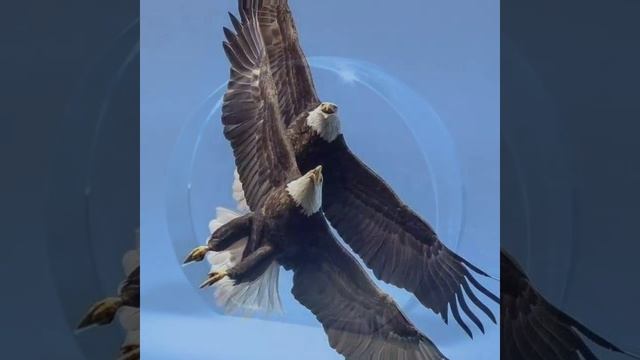 Как птицы лететь смотреть онлайн