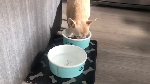 Cute Chihuahua eating on Tiffany & Co plate смотреть онлайн