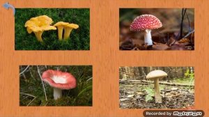 Карточки Домана Часть 11 Грибы!