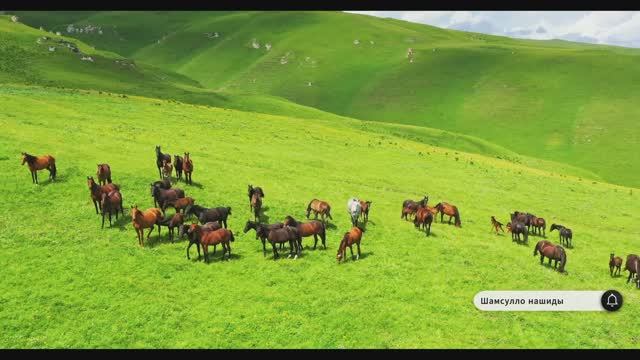 Коран сура Аль-Къарииа видео 4к Миншави -Minshawiy