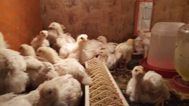 бройлеры 14 дней, забой под новый год смотреть онлайн