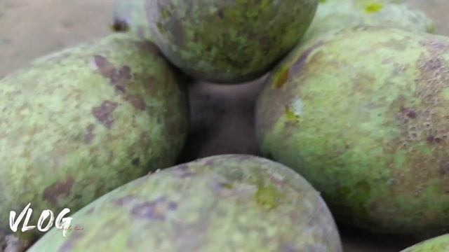 কেচা আমৰ জুতি??- eating green mango with chili salt- Assamese vlog смотреть онлайн