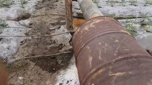 Китайские ТЕПЛИЦЫ. ВЫСАДКА ПОМИДОР. ПЕРЕТУРЕННЫЕ. зато уже с цветами