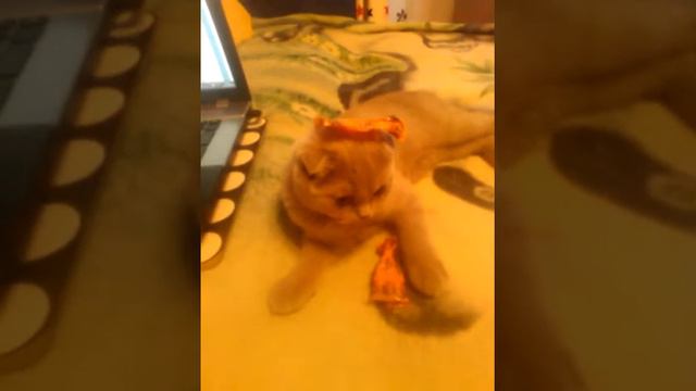 киса не может убрать с головы фантики смотреть онлайн