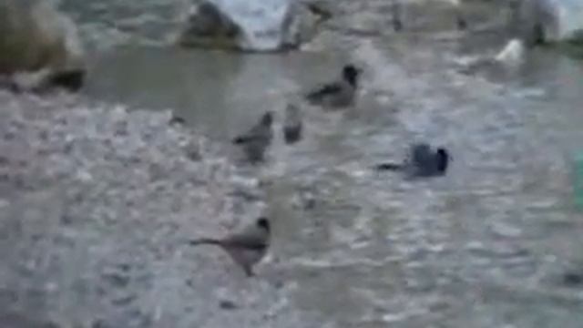 Tuolla keinuu pieni pursi смотреть онлайн