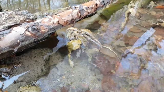 Лыгушачья страсть,обьятья, комки любви. Всюду жизнь. #Frog #Frosch смотреть онлайн