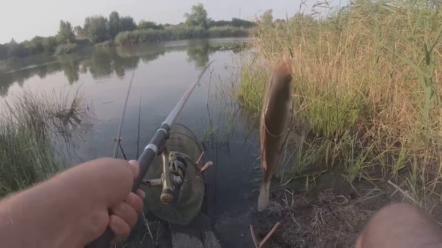 КАРАСЬ на ХАЛВУ в АВГУСТЕ!!! Рыбалка на ПОПЛАВОЧНУЮ УДОЧКУ смотреть онлайн