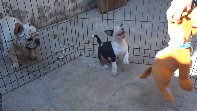 Filhote Tricolor de Bullterrier смотреть онлайн
