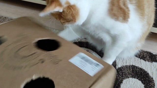 Чем занять кота? Обычной коробкой! Вы удивитесь, как долго кот с ней играет! смотреть онлайн