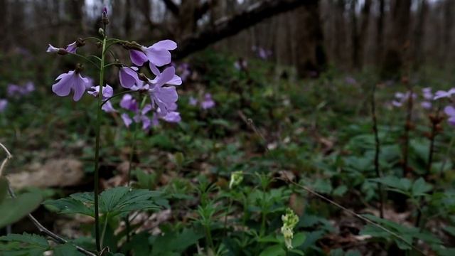 Сердечник пятилистный (зубянка). смотреть онлайн
