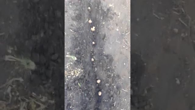 VID 20140512 181822 посадка картофеля без вспашки земли простым методом. смотреть онлайн