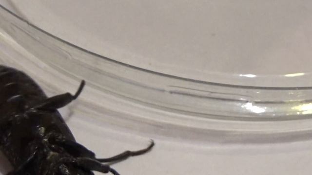 Чудо-Юдо Жуки Супер-Хрущаки: Уродец, Инвалидец, и Друг Каннибал Zophobas atratus смотреть онлайн