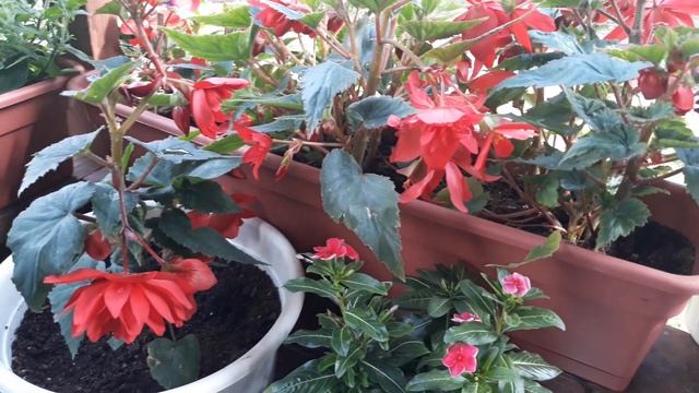 КЛУБНЕВЫЕ БЕГОНИИ: АМПЕЛЬНЫЕ И ИЗ СЕМЯН НА ДАЧЕ В СЕЗОНЕ 2019 смотреть онлайн