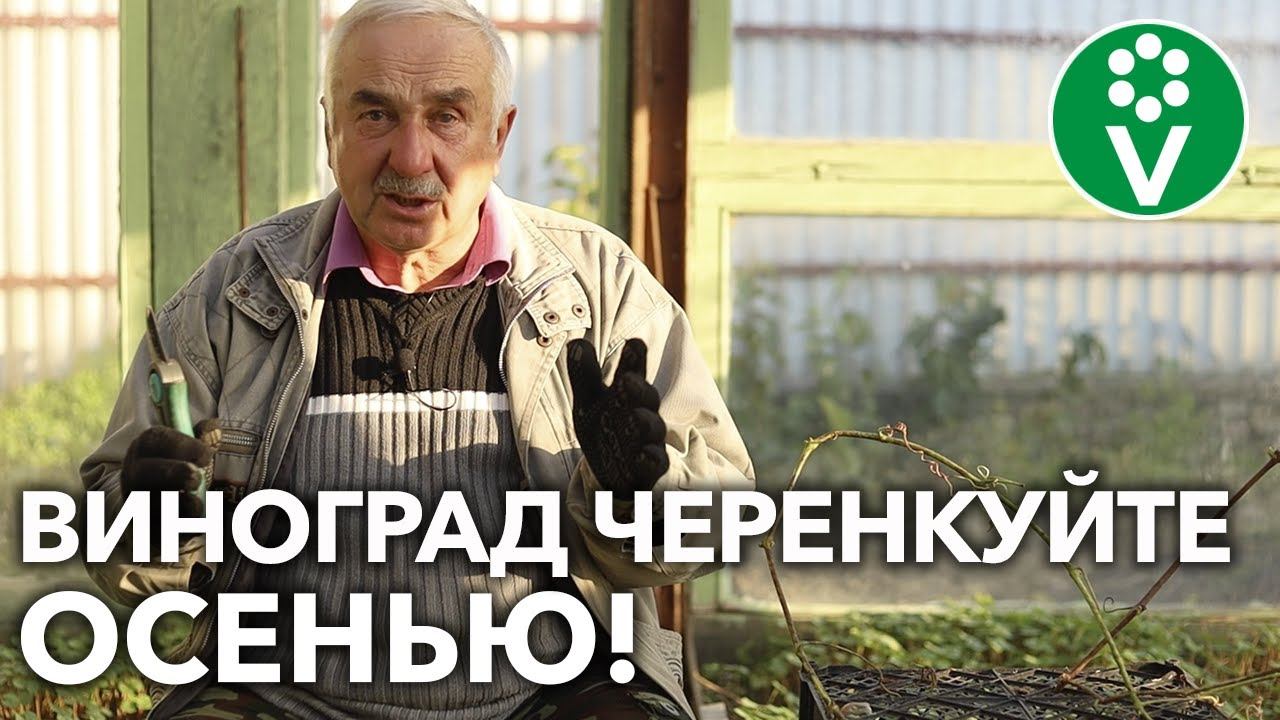 КАК РАЗМНОЖИТЬ ВИНОГРАД ОСЕНЬЮ?! Секреты успешного черенкования! смотреть онлайн