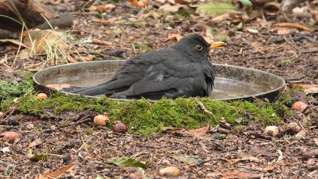 Лесные птицы у водопоя / Birds смотреть онлайн