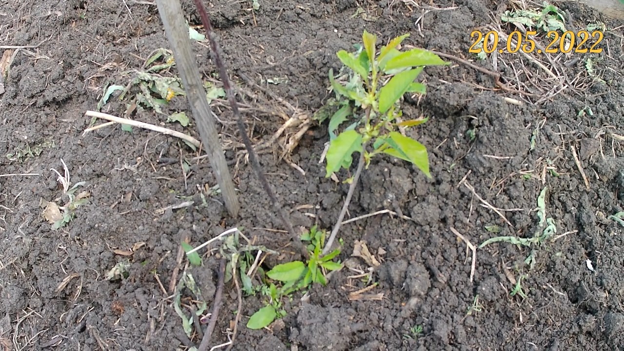 Колоновидная черешня Хелена. Выращивание колоновидных деревьев в Челябинске смотреть онлайн
