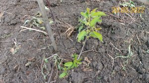 Колоновидная черешня Хелена. Выращивание колоновидных деревьев в Челябинске