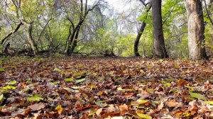 КЛАССНАЯ ЧЕЧЕНСКАЯ ПЕСНЯ 2022 Мурад Дударов - Йола шовданаш