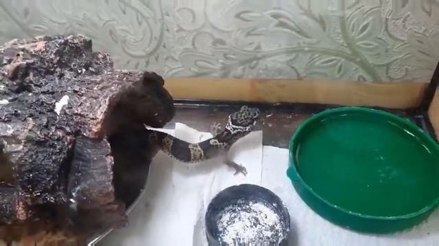 Ещё одно видео про Эублефара| Охота на сверчков смотреть онлайн