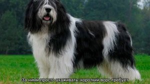 Собаки которые не линяют и не пахнут: подходящие породы
