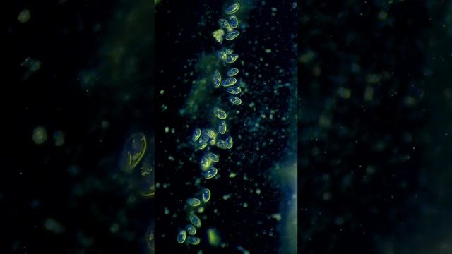 Царства живой природы #биология #наука смотреть онлайн