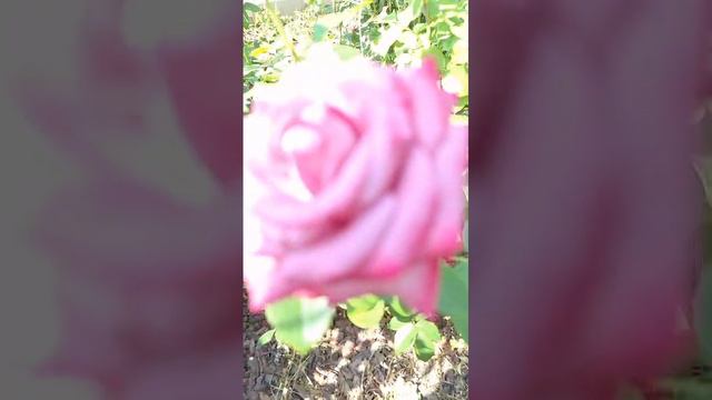 #Цветы #сад #огород #лето #дача #частныйдом #участок #растения