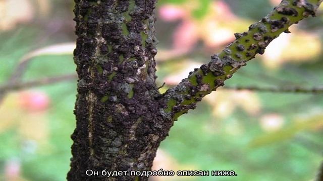 Бересклет бородавчатый (Euonymus verrucosus) — описание растения смотреть онлайн