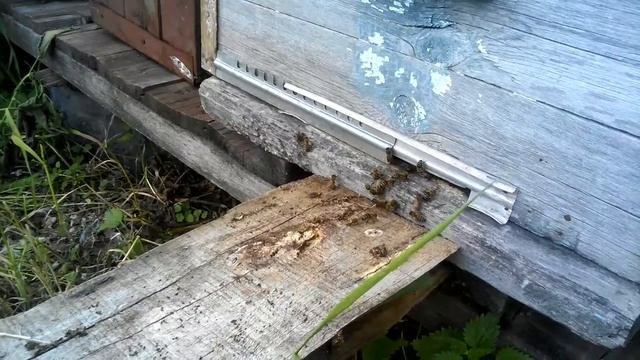 Взяток с эспарцета смотреть онлайн