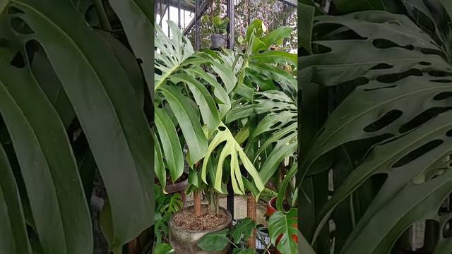 MONSTERA KING смотреть онлайн