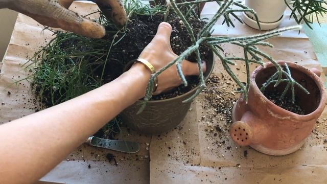 REPOT: Rhipsalis pilocarpa, Rhipsalis ewaldiana, Rhipsalis baccifera No Talking смотреть онлайн