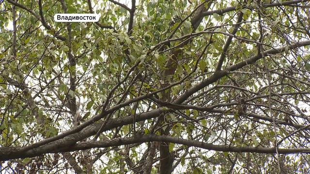 "Нескучный сад" появился во Владивостоке смотреть онлайн
