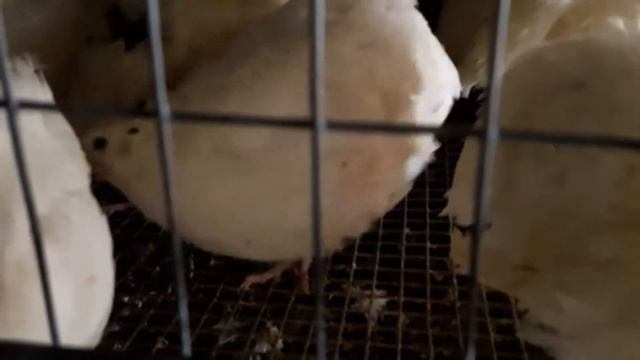 ПЕРЕПЕЛОВ выращиваю не только для Вас. Альбинос техасский стандарт самый крупный из мясных. смотреть онлайн